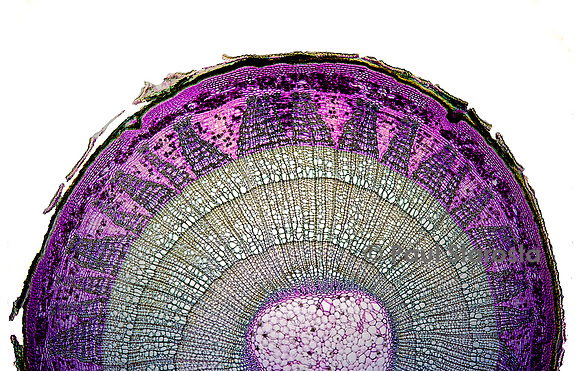 Coupe transversale de tige de tilleul (Tilia sp.)