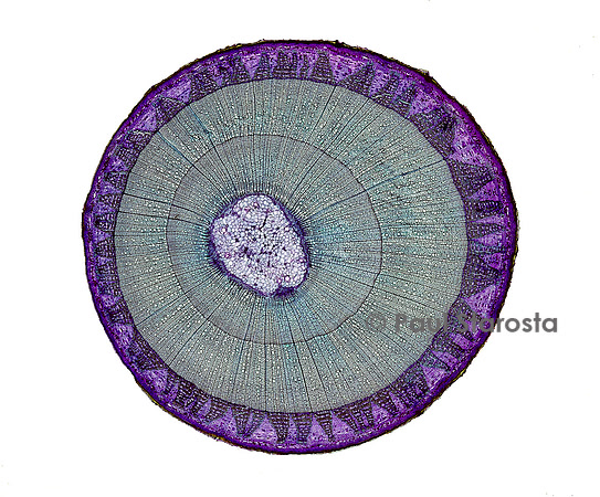 Coupe transversale de tige de tilleul (Tilia sp.)