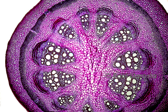 Coupe transversale de tige d'aristoloche (Aristolochia sp.)