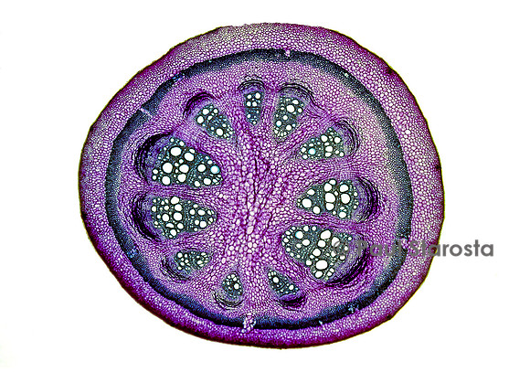 Coupe transversale de tige d'aristoloche (Aristolochia sp.)