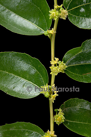 Ziziphus jujuba (jujubier) - fleurs