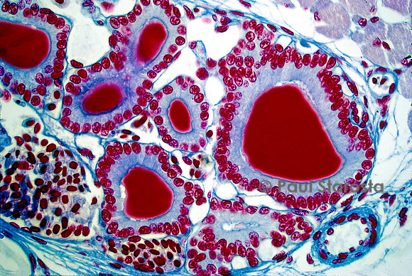 Follicules thyroïdiens de pleurodèle (Pleurodeles waltl)