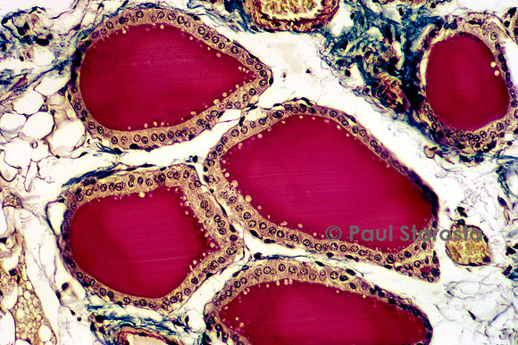 Follicules thyroïdiens de rat