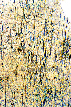 Cortex cérébral de lapin
