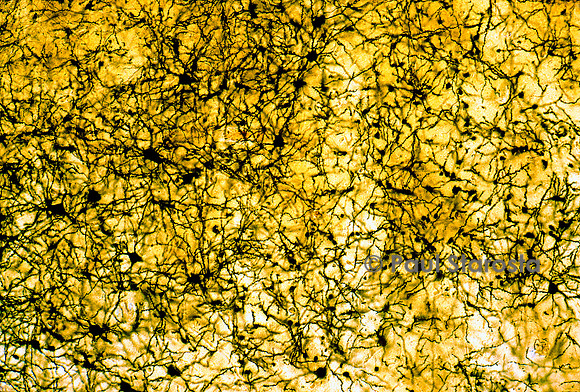 Cortex cérébral humain
