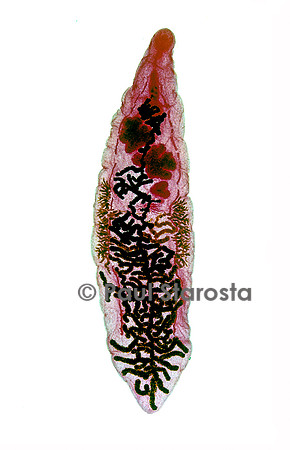 Petite douve du foie (Dicrocoelium dendriticum)
