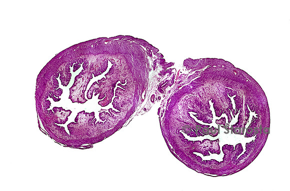Uterus de lapine (Oryctolagus cuniculus) - phase folliculaire