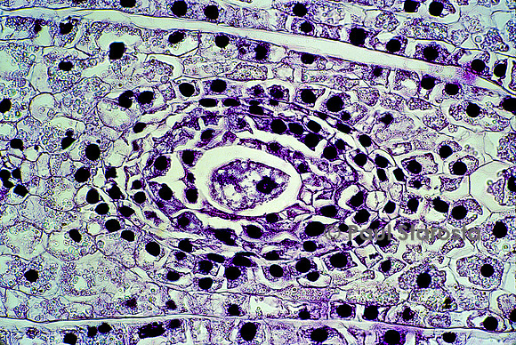 Ovule de lis (Lilium)