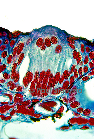 Neuromaste de pleurodèle ( Pleurodeles waltl)