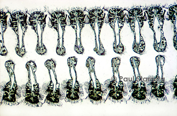 Coupe transversale de branchie de moule (Mytilus edulis)