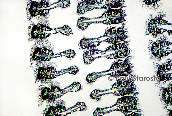 Coupe transversale de branchie de moule (Mytilus edulis)