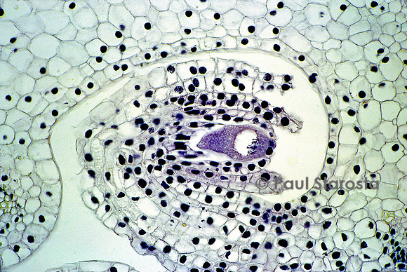 Ovule renversé de lis (Lilium)
