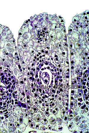 Ovule de lis (Lilium)