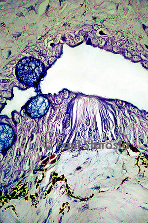Neuromaste dans le canal céphalique d'un protoptère