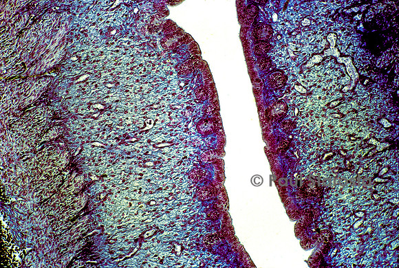 Uterus de lapine (Oryctolagus cuniculus) - phase folliculaire
