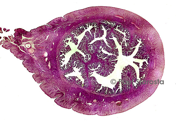 Uterus de lapine ( Oryctolagus cuniculus) - phase lutéinique