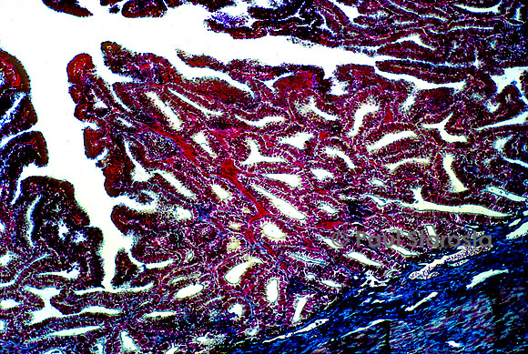 Uterus de lapine ( Oryctolagus cuniculus) - phase lutéinique