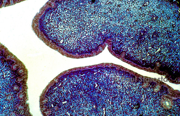 Uterus de lapine (Oryctolagus cuniculus) - phase folliculaire