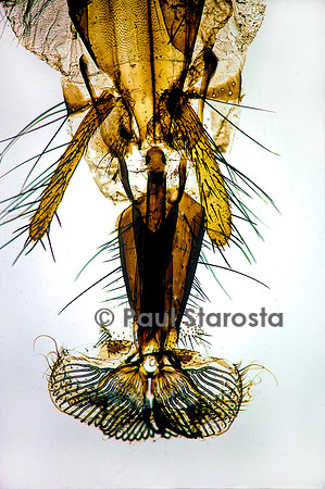 Trompe de mouche (Musca sp.)