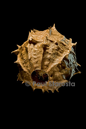 Luffa operculata (éponge végétale) - fruit