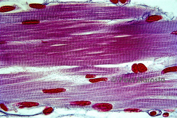 Muscle strié de pleurodèle (Pleurodeles waltl)