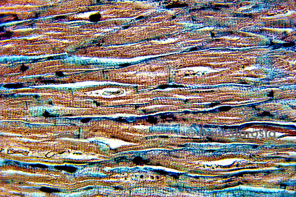 Muscle cardiaque de bœuf