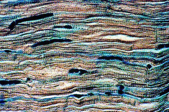 Muscle cardiaque de bœuf