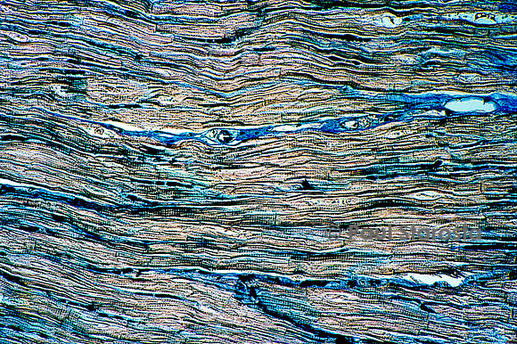 Muscle cardiaque de bœuf