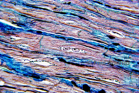 Muscle cardiaque de bœuf