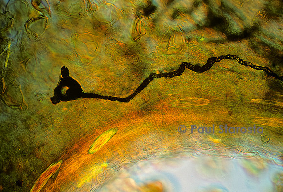 Germination d'un grain de pollen sur le stigmate