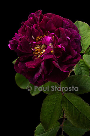 Rosa gallica ‘Tuscany Superb’