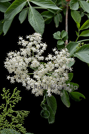 Sambucus nigra (grand sureau, sureau noir, arbre de Judas) - fleur