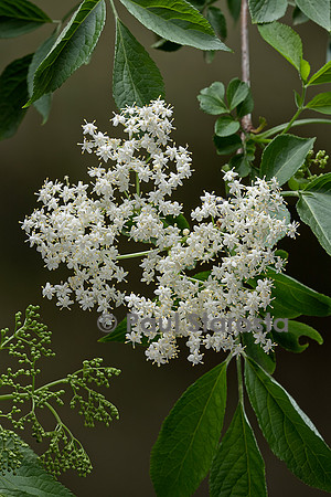 Sambucus nigra (grand sureau, sureau noir, arbre de Judas) - fleur