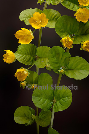 Lysimachia nummularia cv.Aurea (lysimaque nummulaire, monnoyère, herbe aux écus)