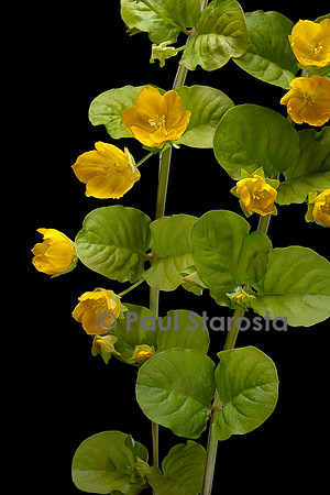 Lysimachia nummularia cv.Aurea (lysimaque nummulaire, monnoyère, herbe aux écus)