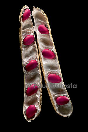 Canavalia gladiata (haricot sabre) - fruit