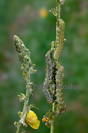 Cucullia verbasci (cucullie du bouillon-blanc, brèche) - chenille