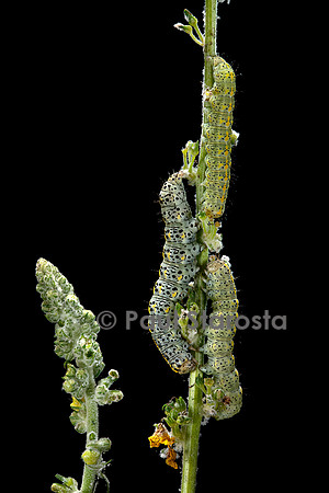 Cucullia verbasci (cucullie du bouillon-blanc, brèche) - chenille