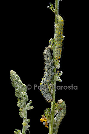 Cucullia verbasci (cucullie du bouillon-blanc, brèche) - chenille