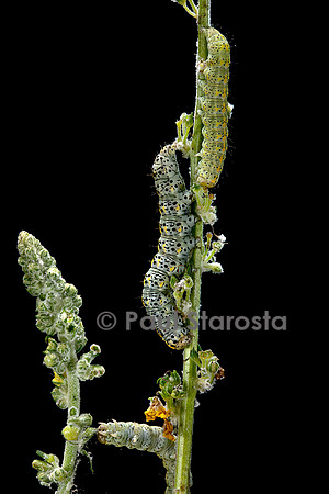 Cucullia verbasci (cucullie du bouillon-blanc, brèche) - chenille