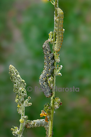 Cucullia verbasci (cucullie du bouillon-blanc, brèche) - chenille