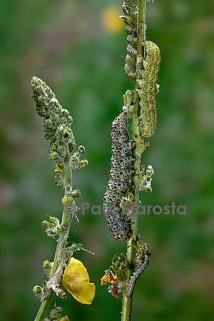 Cucullia verbasci (cucullie du bouillon-blanc, brèche) - chenille