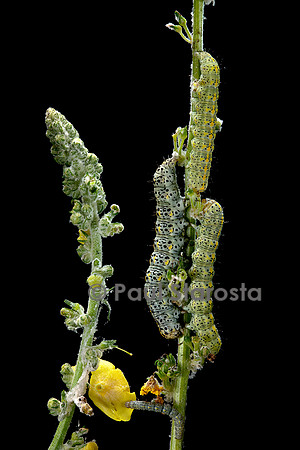 Cucullia verbasci (cucullie du bouillon-blanc, brèche) - chenille