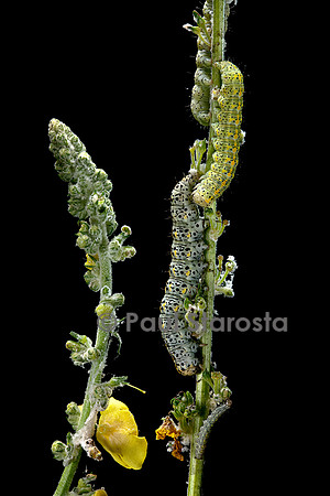 Cucullia verbasci (cucullie du bouillon-blanc, brèche) - chenille