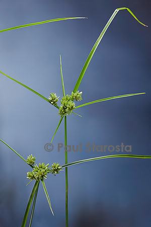 Cyperus eragrostis (souchet robuste, souchet vigoureux)