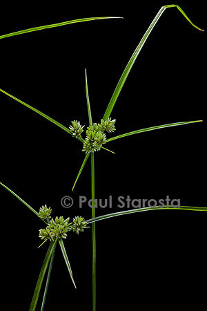Cyperus eragrostis (souchet robuste, souchet vigoureux)