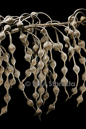 Sophora tomentosa (haricot bâtard) - infrutescence