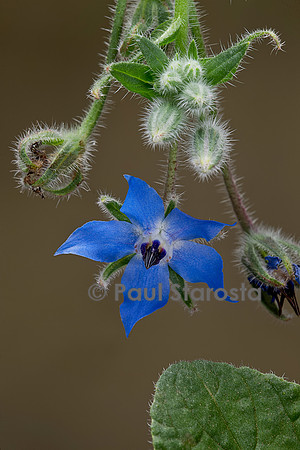 Borago officinalis (bourrache, bourrache officinale)