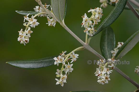 Olea europaea (olivier) - fleurs