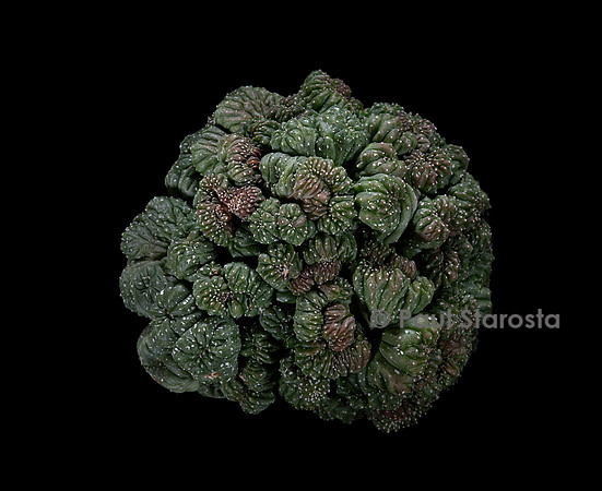 Astrophytum asterias f. cristata
